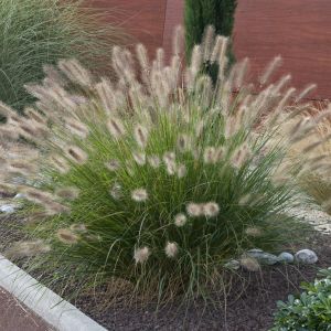 Pennisetum alopecuroides