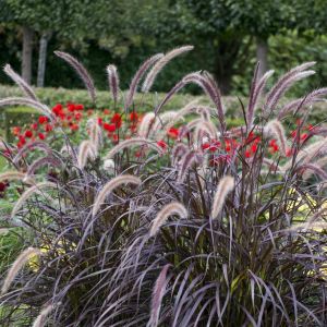 Pennisetum setaceum Rubrum
