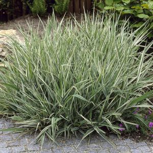Phalaris arundinacea Picta