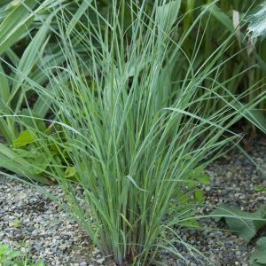 Schizachyrium The Blues