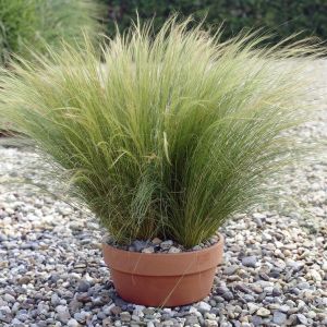 Stipa tenuissima Ponytails