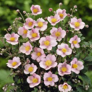 Anemone tomentosa Robustissima