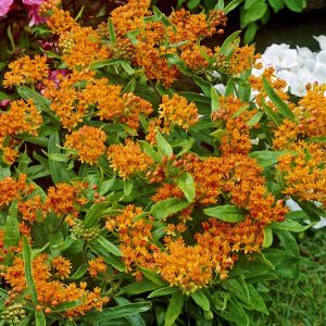 Asclepias tuberosa