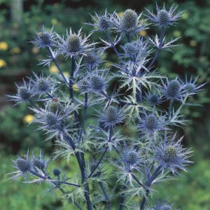 Eryngium bourgatii