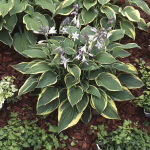 Hosta Aureomarginata