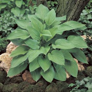 Hosta fortunei Hyacinthina