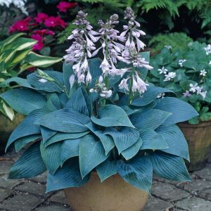 Hosta tardiana Halcyon