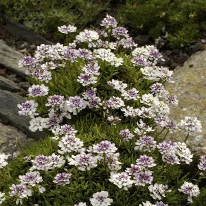 Iberis sempervirens Weisser Zwerg