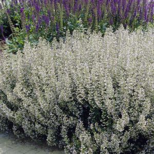 Nepeta faassenii Snowflake, Salvia