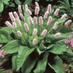 Persicaria affinis Superba