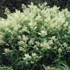 Persicaria amplexicaulis Alba