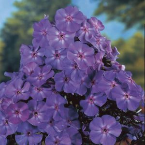 Phlox Paniculata Blue Boy