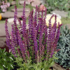 Salvia nemorosa Ostfriesland