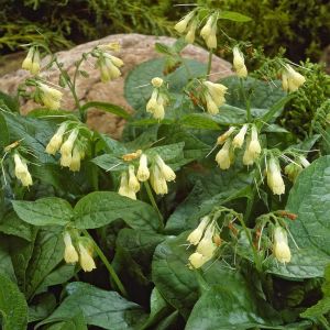 Symphytum grandiflorum