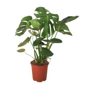 Monstera deliciosa v2
