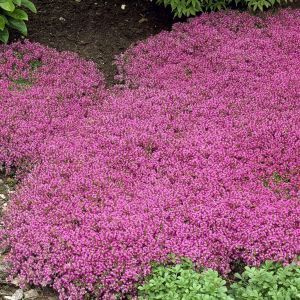Thymus praecox Coccineus