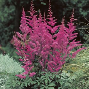 Astilbe arendsii Amethyst