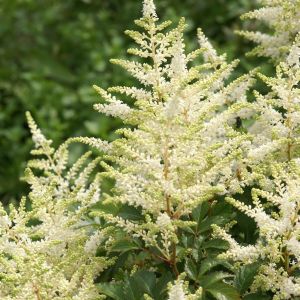 Astilbe japonica Washington 1104.JPG