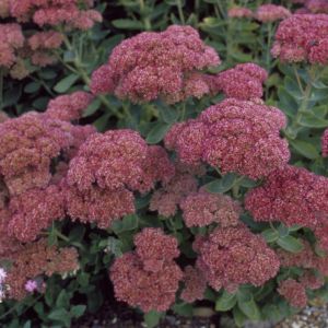 Sedum autumn joy