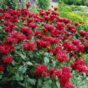 Monarda gardenview scarlet