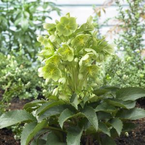 Helleborus x sternii