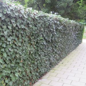 Hedera hibernica 20170831-2.JPG