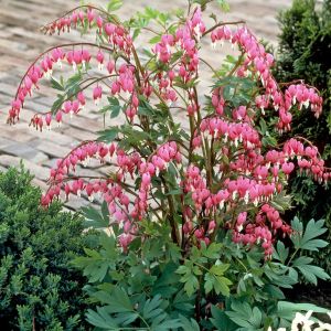 Dicentra spectabilis
