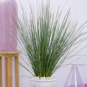 Pencil Grass