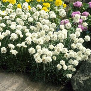 Armeria maritima Alba