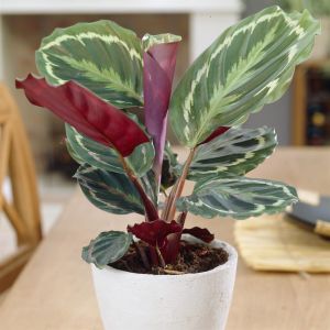 Calathea Medaillon