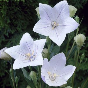 Platycodon grandiflorus Fuji White