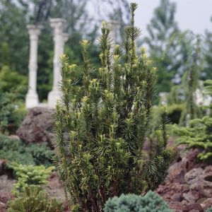 Taxus baccata Fastigiata
