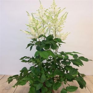 Astilbe Arendsi White.JPG