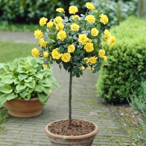 Standard Pot Rose Yellow