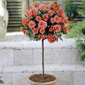 Standard Pot Rose Orange