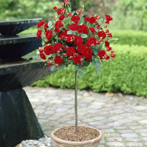 Standard Pot Rose Red