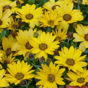 Osteospermum Vermogen Geel