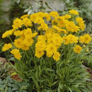 Coreopsis grandiflora Early Sunrise