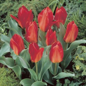 Tulipa Princeps