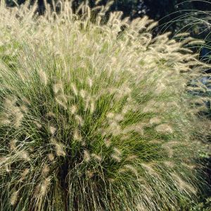 Pennisetum alopecuroides Hameln 2