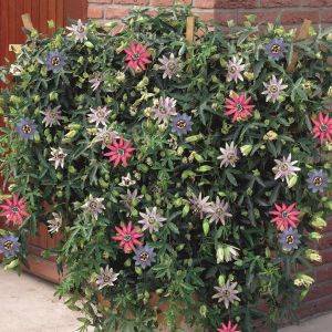 Passiflora Tricolor.jpg