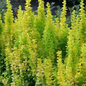 Berberis thunbergii Golden Torch
