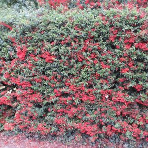 Pyracantha coccinea Red Column Hedge