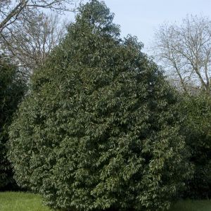 Prunus lusitanica Angustifolia