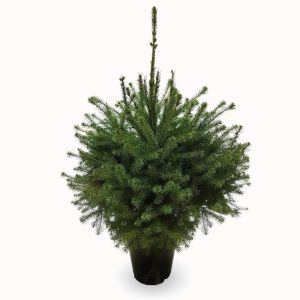 Picea Omorika.jpg