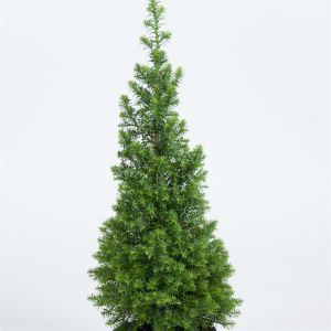 Chamaecyparis thyoides Top Point