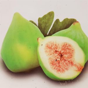 Ficus Blanca Gota.jpg