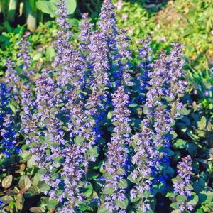 Ajuga-reptans-'Atropurpurea'