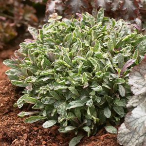 Ajuga-tenor-Dixie-Chip