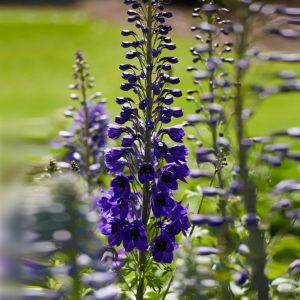 Delphinium (P) Black Knight